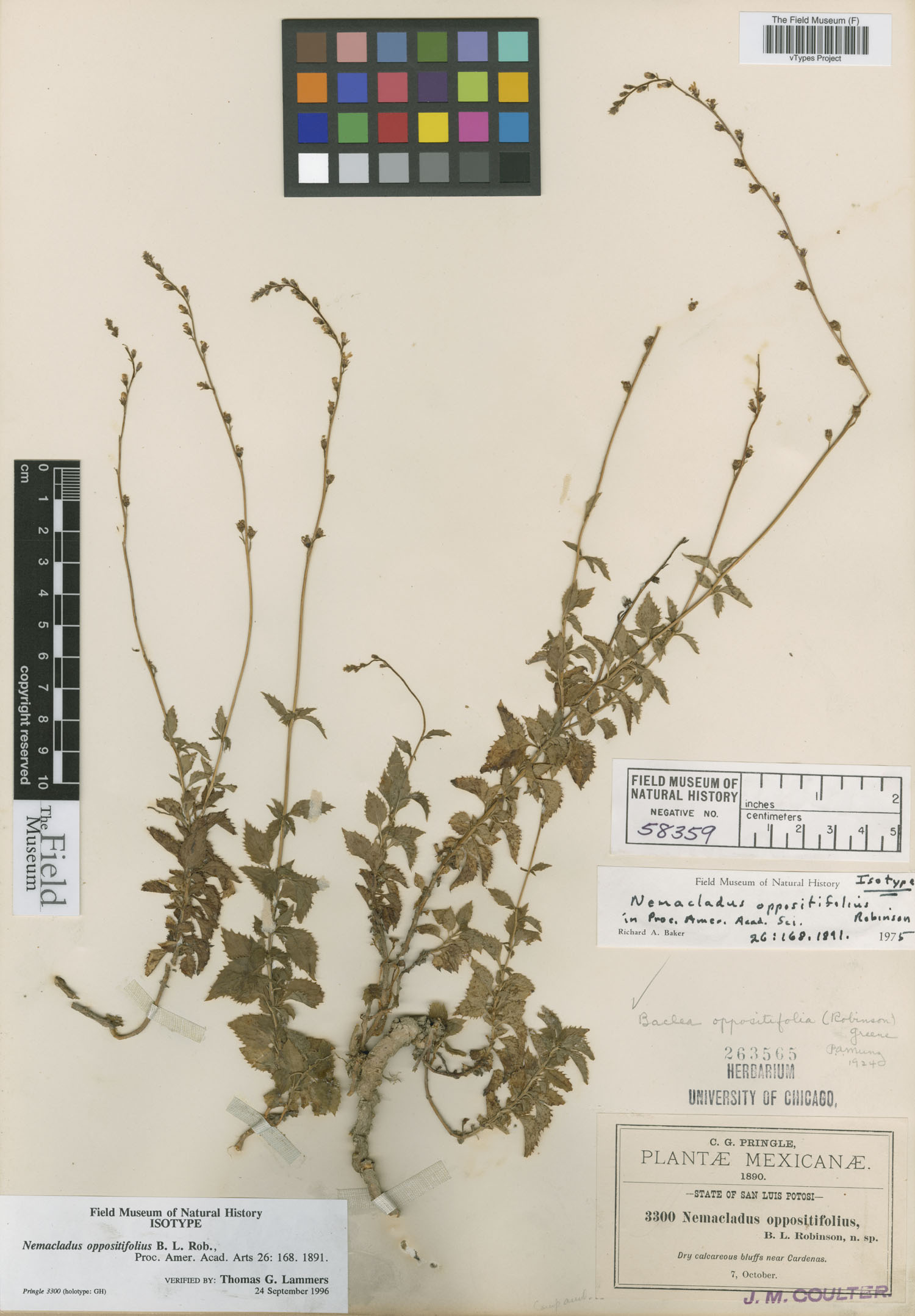 Pseudonemacladus oppositifolius image