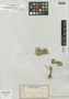 Trachelium asperuloides Boiss. & Orph., Greece, T. G. Orphanides 248, Isotype, F