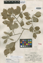 Capparis yucatanensis Lundell, MEXICO, C. L. Lundell 7452, Isotype, F