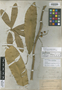 Forchhammeria longifolia image