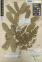 Forchhammeria trifoliata Radlk., Mexico, G. F. Gaumer 370, Syntype, F