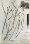 Setchellanthus caerulens Brandegee, MEXICO, C. A. Purpus 3400, Isotype, F