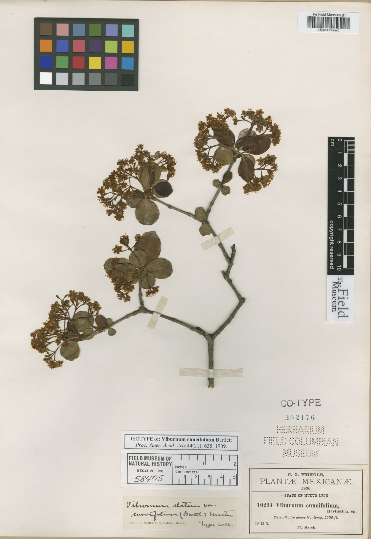 Viburnum elatum var. cuneifolium image