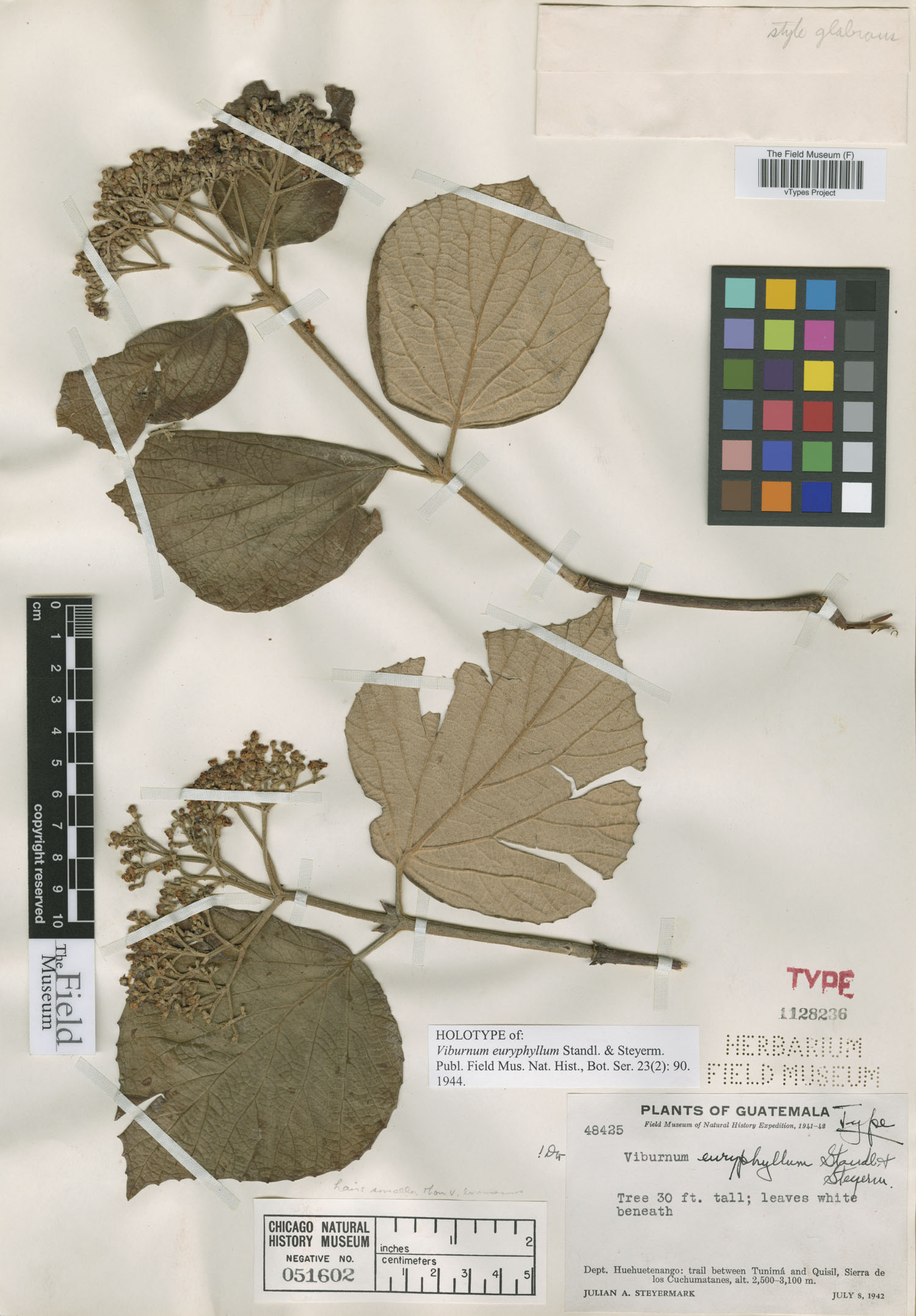 Viburnum euryphyllum image