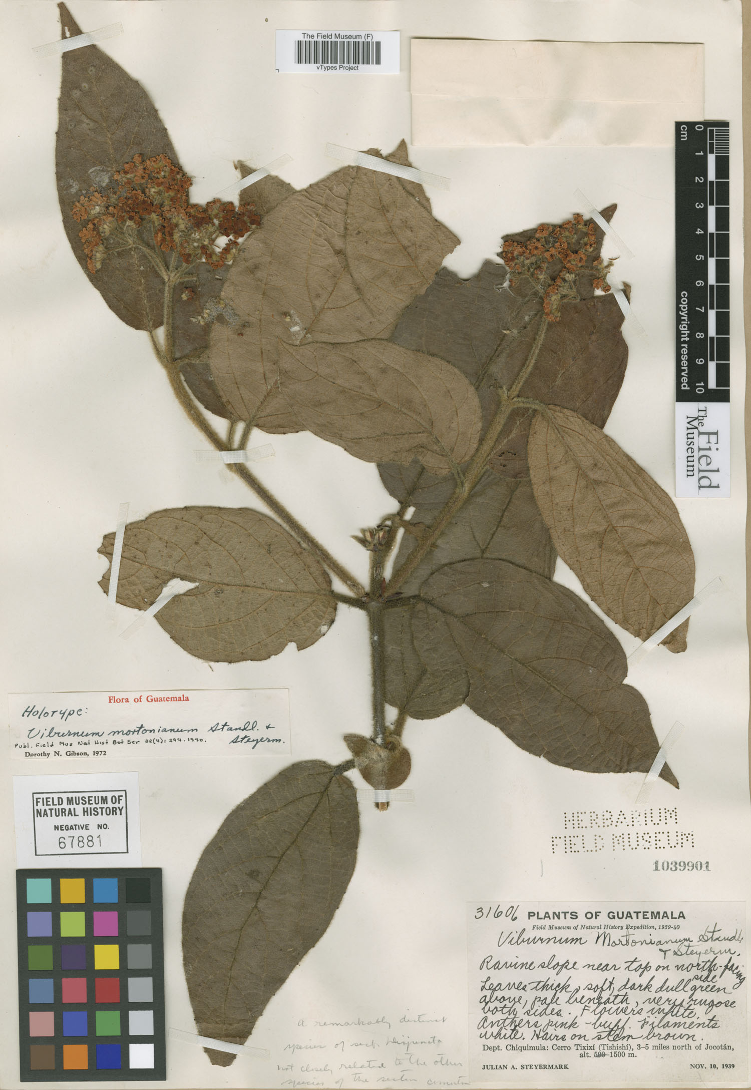 Viburnum mortonianum image