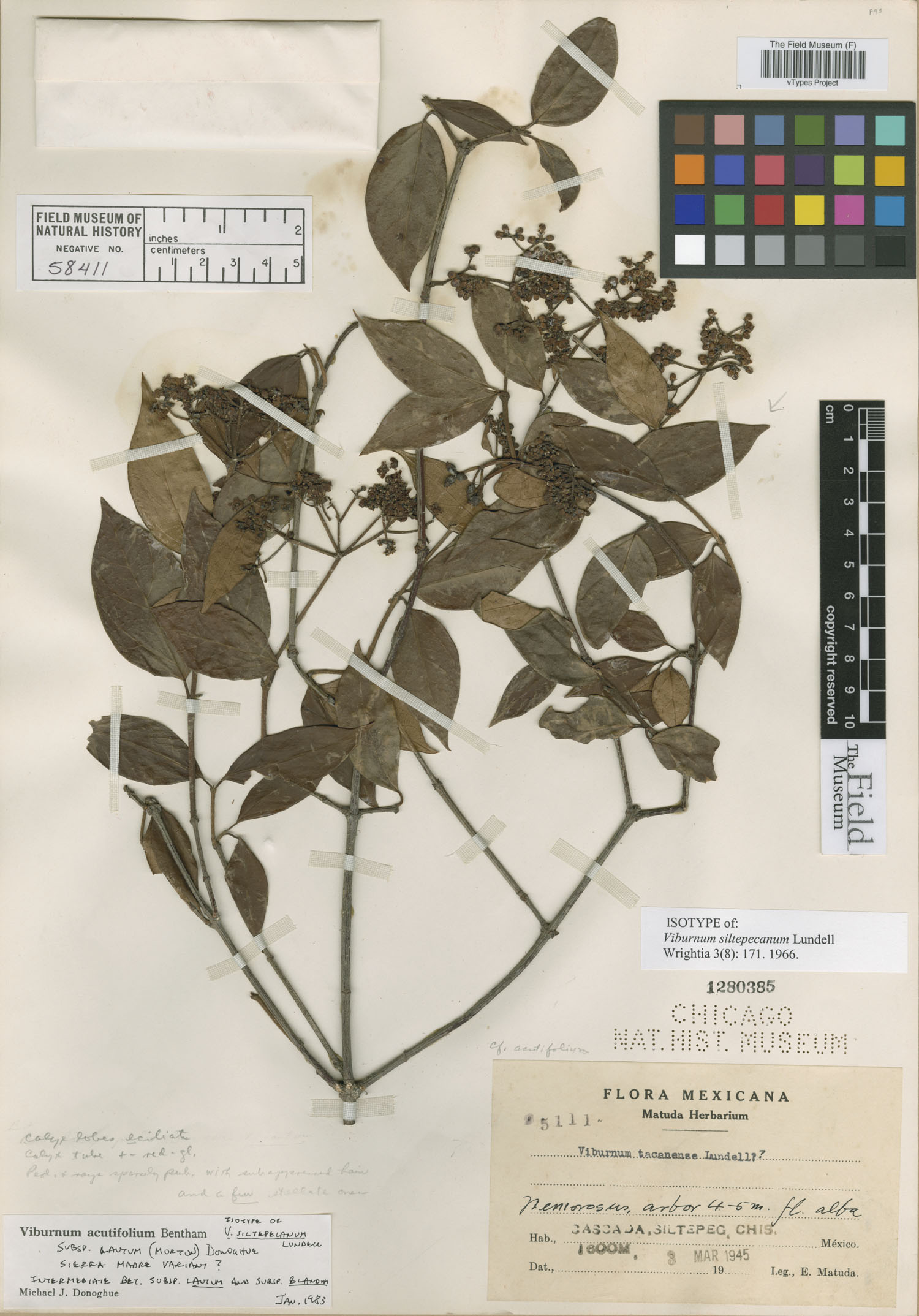 Viburnum siltepecanum image