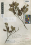 Anthodiscus montanus Gleason, COLOMBIA, A. E. Lawrance 474, Isotype, F