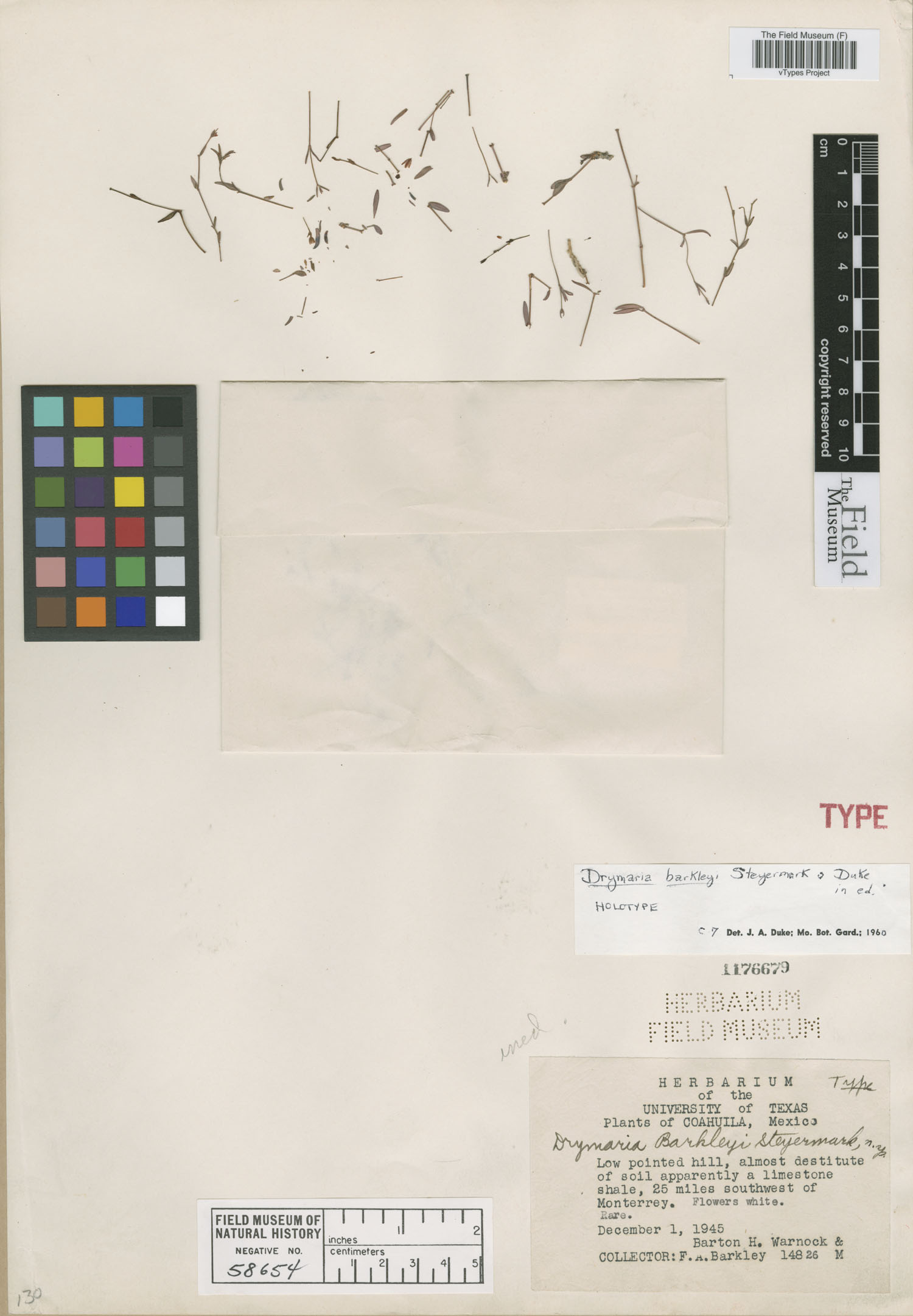 Drymaria barkleyi image