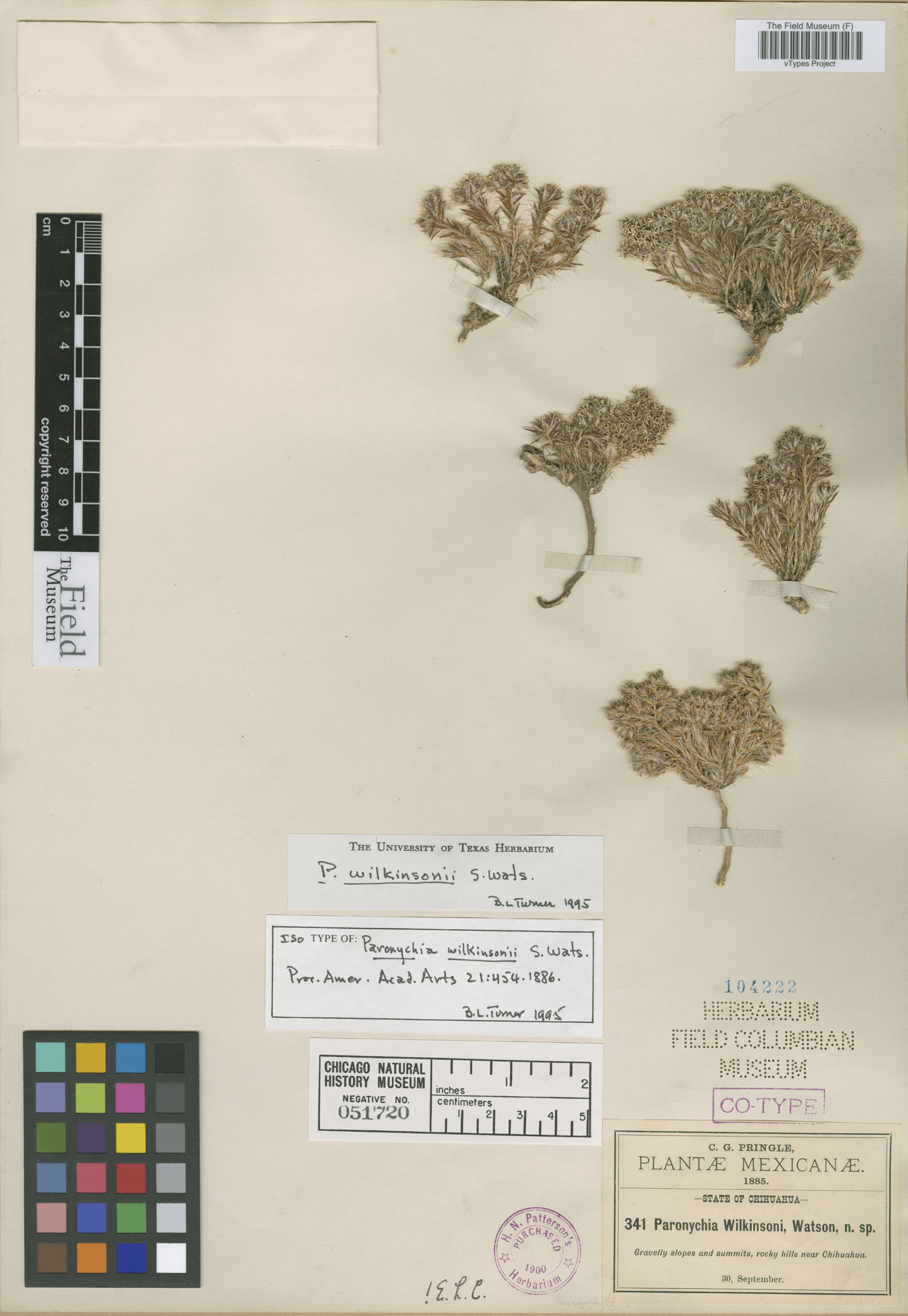 Paronychia wilkinsoni image