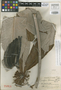 Cecropia garciae Standl., Colombia, E. P. Killip 33221, Holotype, F