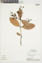 Myrcia DC., BRAZIL, F