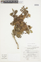 Myrcianthes discolor (Kunth) McVaugh, PERU, F