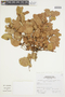 Myrcianthes fimbriata (Kunth) McVaugh, PERU, F