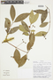 Myrcianthes rhopaloides (Kunth) McVaugh, BOLIVIA, F