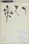 Myrcianthes rhopaloides (Kunth) McVaugh, ECUADOR, F
