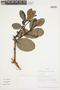 Myrcianthes rhopaloides (Kunth) McVaugh, ECUADOR, F