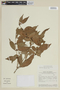 Myrciaria dubia (Kunth) McVaugh, BRAZIL, F
