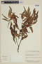Myrciaria dubia (Kunth) McVaugh, BRAZIL, F