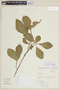 Brunfelsia australis Benth., BRAZIL, F
