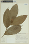 Brunfelsia grandiflora D. Don, BRAZIL, F
