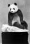 Su Lin, panda