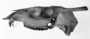 male holotype