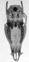 male holotype