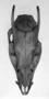 Male holotype