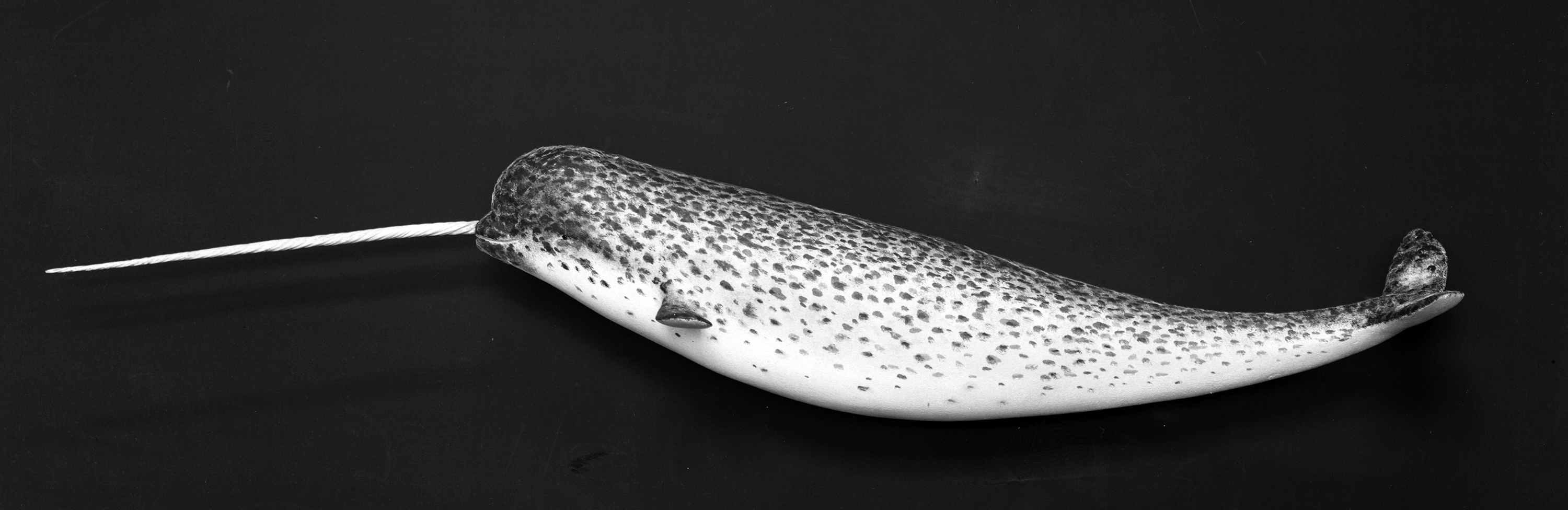 FMNH 43768 Zoological Collections