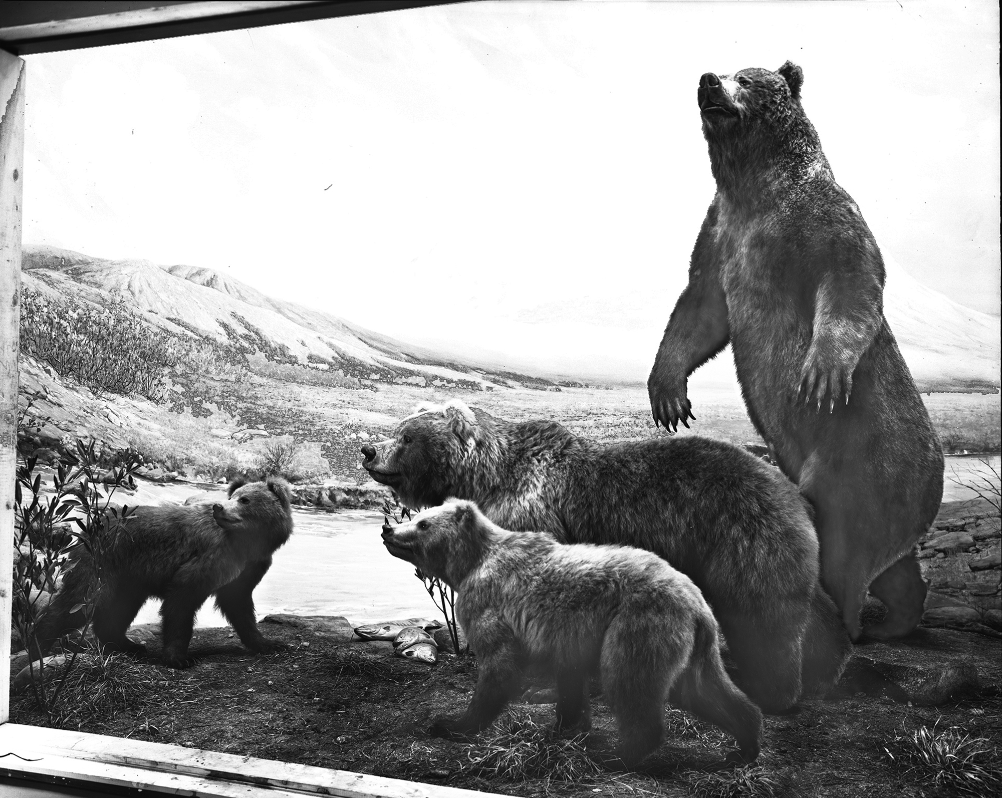 FMNH 63803 | Zoological Collections