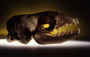 Crabeater seal skull