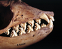Crabeater seal skull