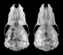 Miniopterus egeri, Bat skull