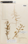 Lycium chilense var. donattii F. A. Barkley, Argentina, A. Donat 147, Isotype, F