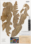 Aristolochia delavayi Franch., China, P. J. M. Delavay 2622, Syntype, F