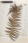Cibotium regale Verschaff. & Lem., Mexico, A. B. Ghiesbreght 351, Isotype, F