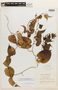 Ipomoea plicata Urb., Jamaica, W. H. Harris 8997, Isotype, F