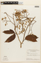 Peltogyne paniculata Benth., BRAZIL, F