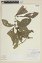 Cestrum megalophyllum Dunal, BRAZIL, F