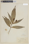 Syzygium jambos (L.) Alston, BRITISH GUIANA [Guyana], F