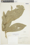 Cuatresia riparia (Kunth) Hunz. var. riparia, ECUADOR, F
