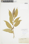 Cuatresia riparia (Kunth) Hunz. var. riparia, COLOMBIA, F