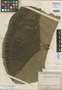 Cecropia telenitida Cuatrec., COLOMBIA, J. Cuatrecasas 12781, Isotype, F