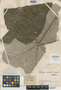 Cecropia virgusa Cuatrec., COLOMBIA, J. Cuatrecasas 16093, Isotype, F