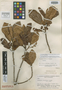 Coussapoa orthoneura Standl., BRAZIL, B. A. Krukoff 8518, Isotype, F
