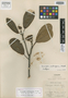 Coussapoa warburgiana Mildbr., BRAZIL, A. F. M. Glaziou 8934, Isotype, F