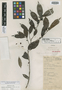 Maytenus guatemalensis Lundell, BRITISH HONDURAS [Belize], W. A. Schipp S635, Isotype, F