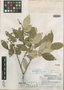 Microtropis ilicina Standl. & Steyerm., GUATEMALA, J. A. Steyermark 43284, Holotype, F