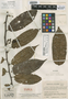 Perrottetia caliensis Cuatrec., COLOMBIA, J. Cuatrecasas 21997, Isotype, F