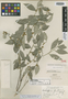 Schaefferia lanceifolia Lundell, MEXICO, H. H. Bartlett 10757, Isotype, F